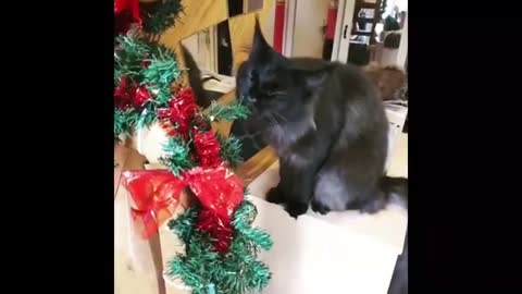 Funny cat dog animals videos (12)_