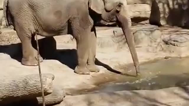 Elephant Enjoying Some Ice