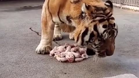 when tiger meals so hearty...