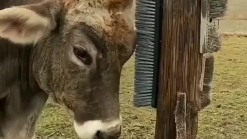 head scratching cow