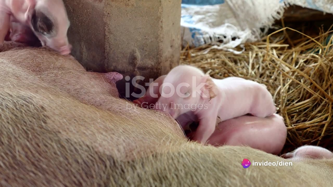 Piglet Care Techniques