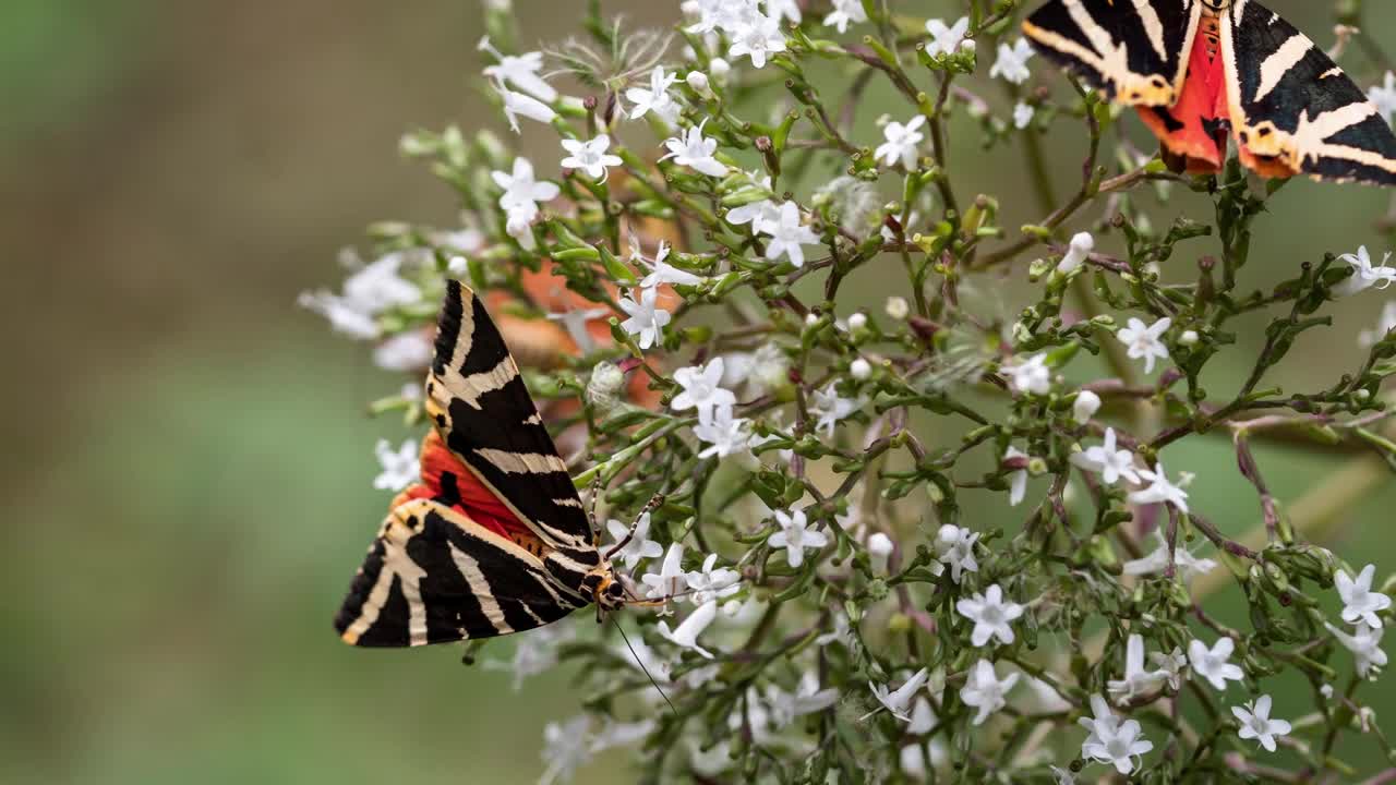 Relaxing Piano Music, Sleep Music, Study Music, Meditation Music, Beautiful Nature, Butterflies