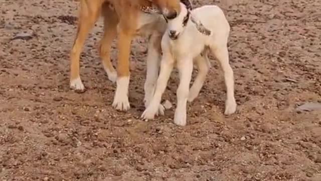 A dog preys on a small goat