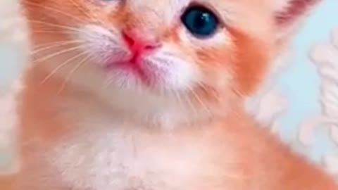 cute kittens will melt your heart