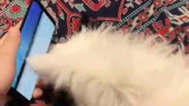 puppy aggressively scrolls through owner's smartphone