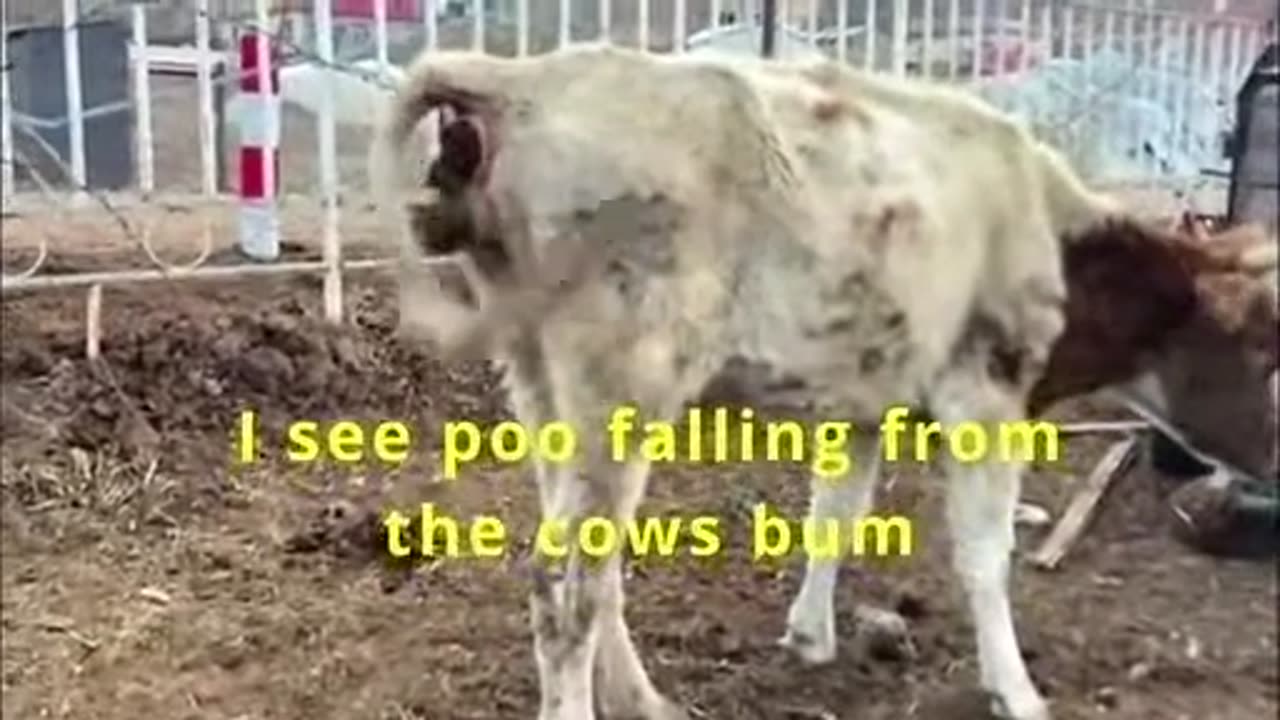 WARNING SICK - India Story 2 - Cow Poo Boogaloo
