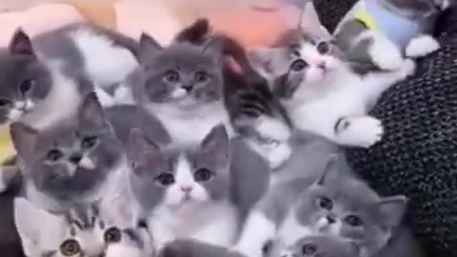 cute cat videos#shorts #animal #cutecats #catofinstagram #cat #cats (1)
