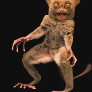 terribly beautiful/animals #animal #animals