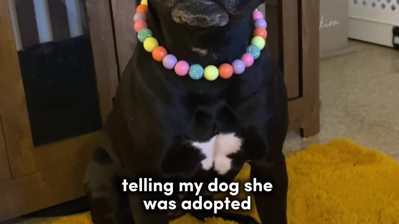Watch This Hilarious Dog Reaction When Told It Was Adopted!