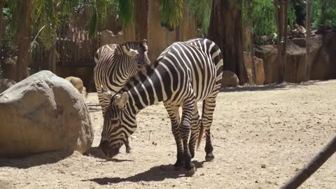 zebra Video by Mikhail Nilov from Pexels