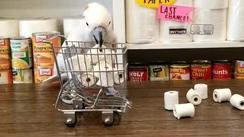 Cockatoo Stocks up on Toilet Paper