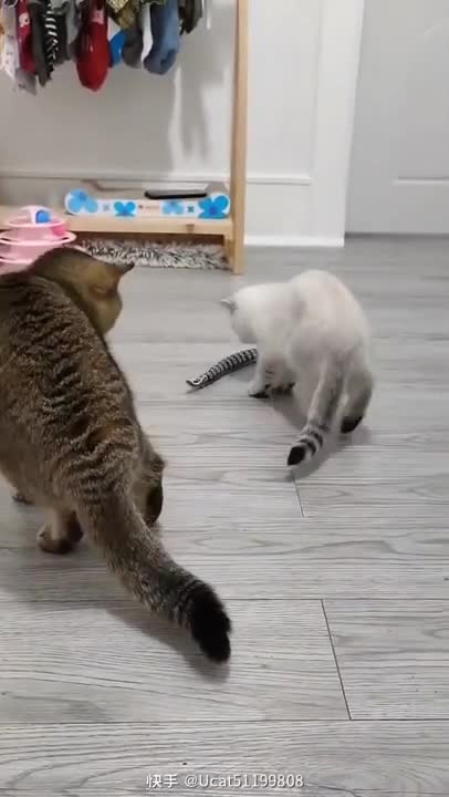 hahahahaha..... funny oath and feel sorry for this animal #cuteanimal #animal #animallovers