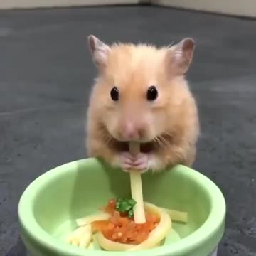 Cute hamster eats spaghetti