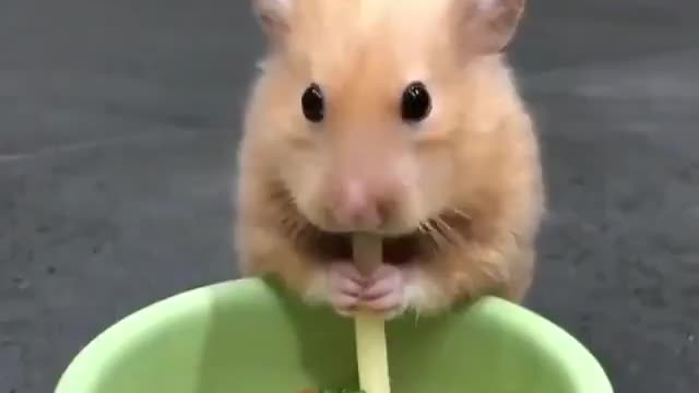 Cute hamster eats spaghetti