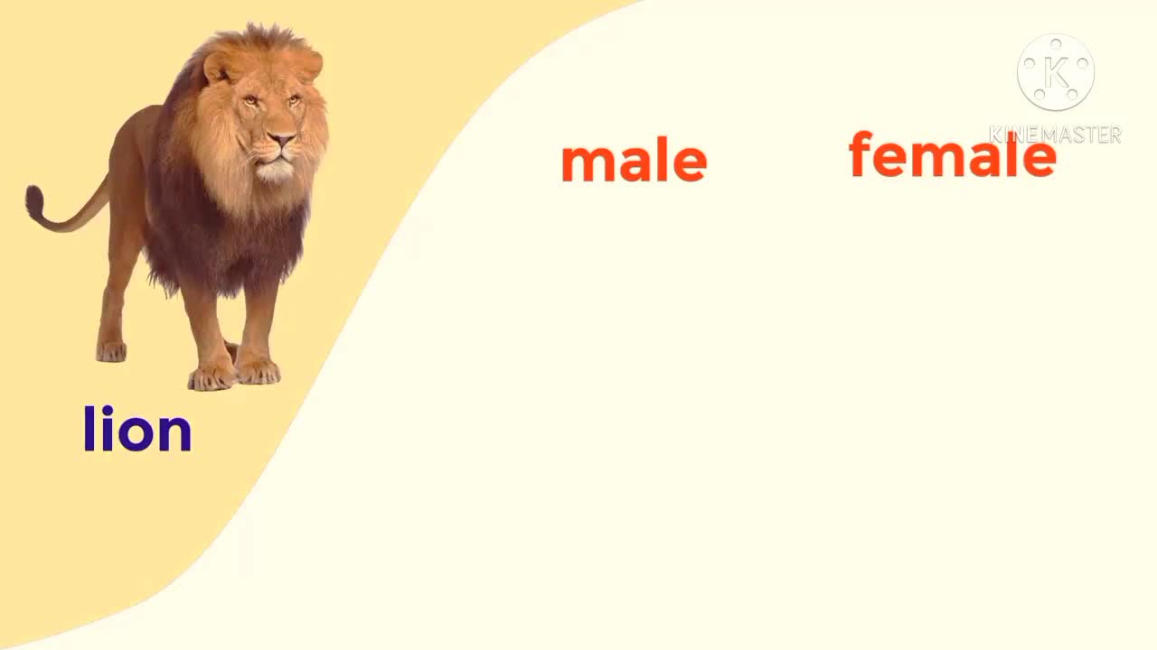 Male And Female Animal Names In English - Animals Vocabulary With Pictures