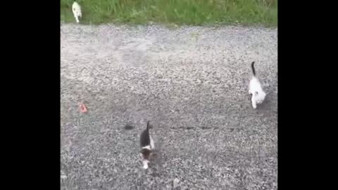 The lone kitty was the bait so now he has to adopt them all!