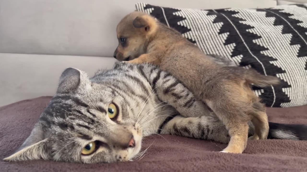 Funny Cat Reaction to Puppies [Kitty sees them for the First Time]