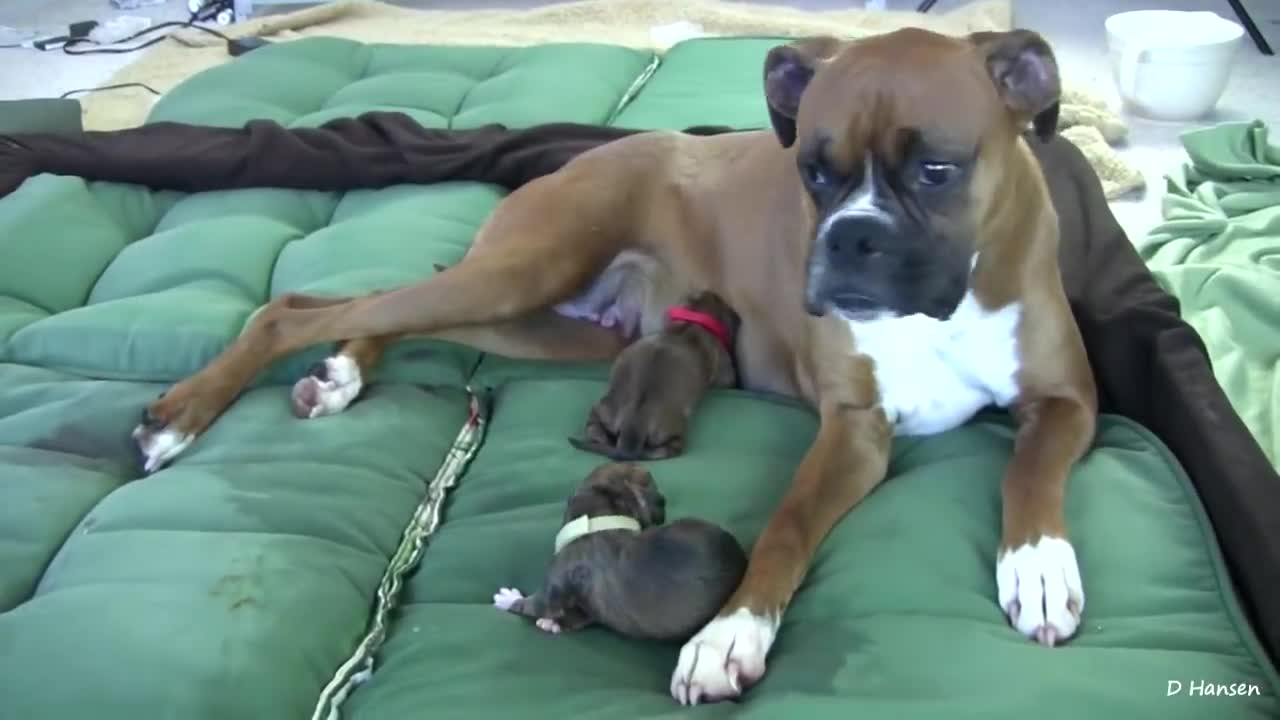 Amazing !! dog birth!!