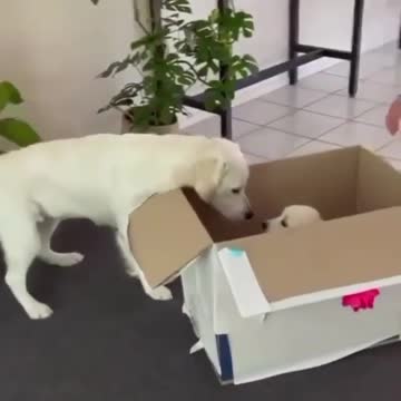 The dog receives his beloved eagerly, strong romantic.