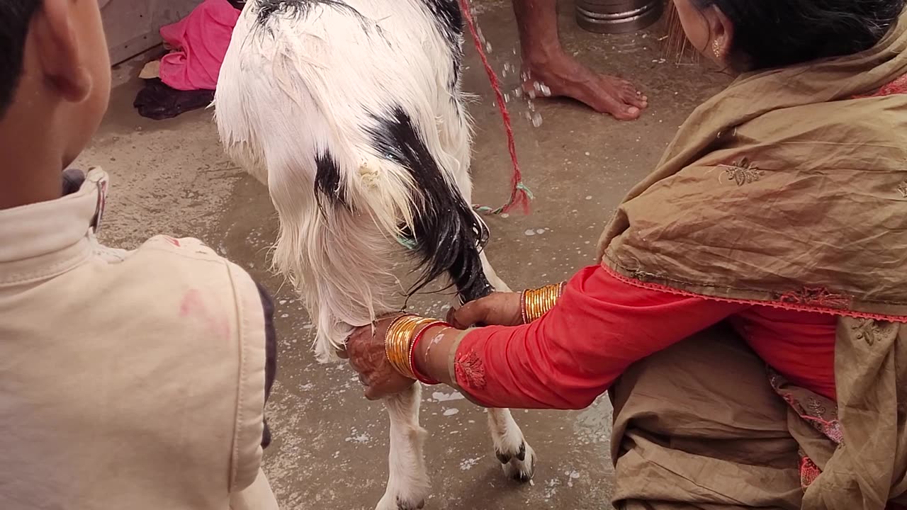 Goat 🐐 cleaning