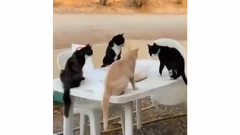 Cats having a Mafia Meeting😎😎