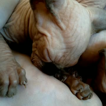 Sphynx kitten learns how to drink milk from his mother