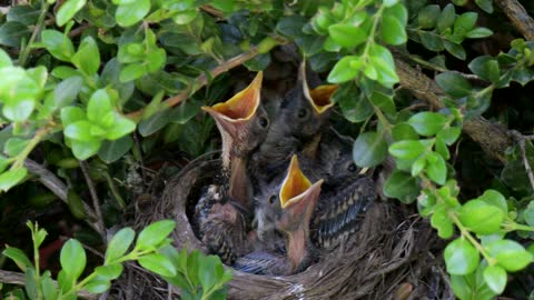 How do robins keep their nest clean?