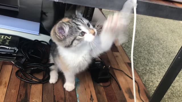 funny Lovely cat playing with strings