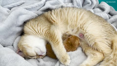 The mother cat takes a kitten from the father and carries it to the sofa to feed it