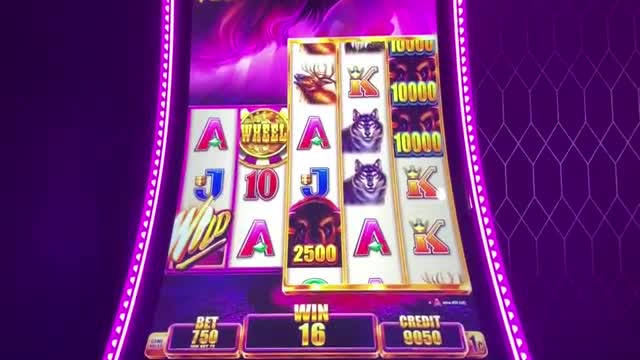 Omg!!! It's wild wild buffalo