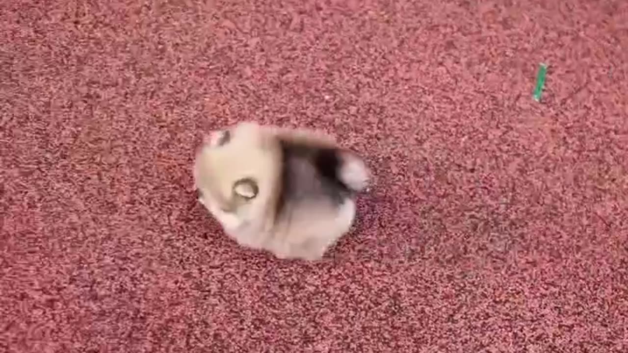 Funny Dog