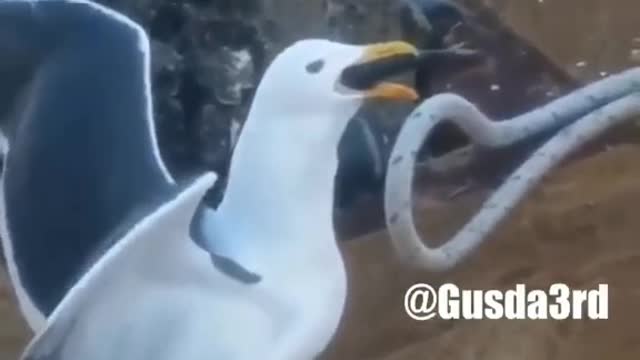 Can't stop laughing animals 🐈😺 Cute #32💋🥺