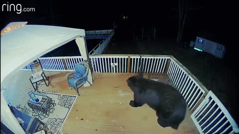 Bear move on the house balcony