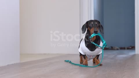 Cute Dachshund Dog In A White Tshirt