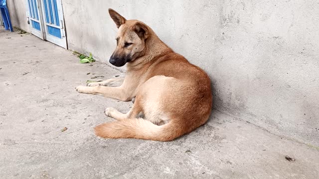 The dogs begin to show and get acquainted with their new owners