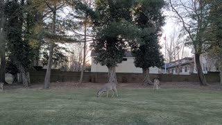 Many deer 🦌🦌🦌 - on the green! Great to see!