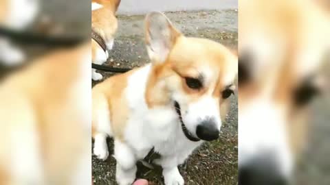 Corgi: Even with short legs, you still bump your nose