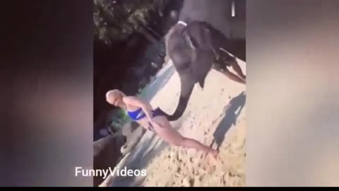 Hot girls vs Animals-Funny Animals vs Humans video Compilation