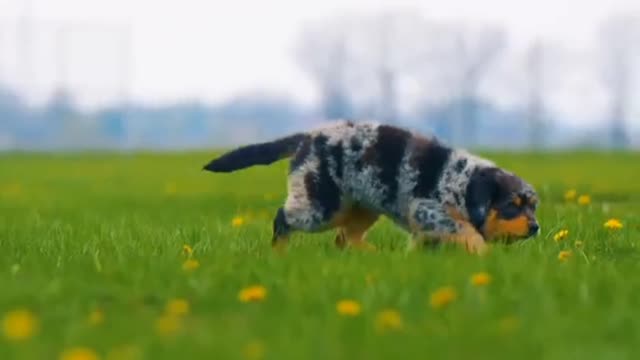 My Cute Dog, playing ground