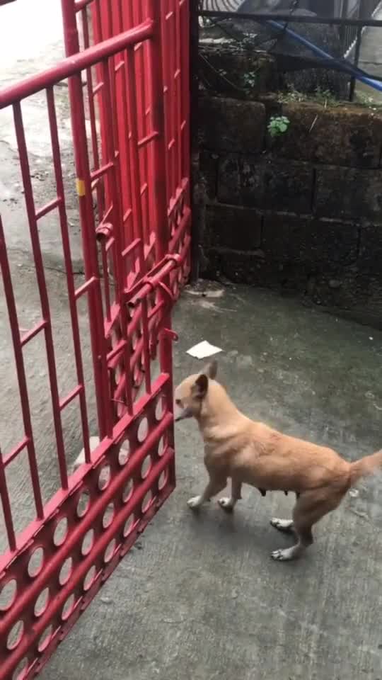 THE DOG LEARN TO SCAPE JUST TO DATE HER BABE. DAMN