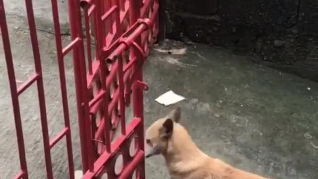THE DOG LEARN TO SCAPE JUST TO DATE HER BABE. DAMN