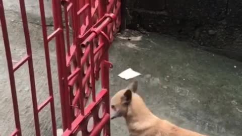 THE DOG LEARN TO SCAPE JUST TO DATE HER BABE. DAMN