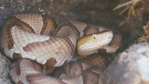 The Majestic Anaconda: Life of the Giant Snake