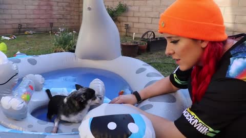 How to throw a Pool Party for my dogs!