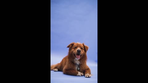How my dog look like?