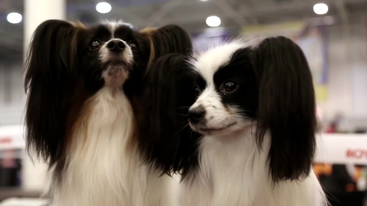 Papillon or Continental Toy Spaniel, is a breed of dog of Spaniel type