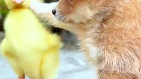 A heartwarming moment between cute puppy and duck