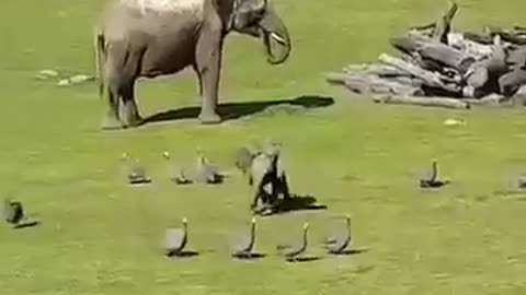 elephant kid