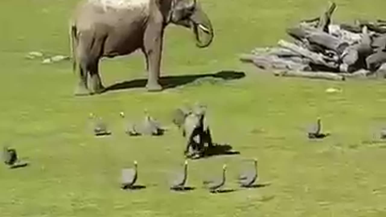 elephant kid