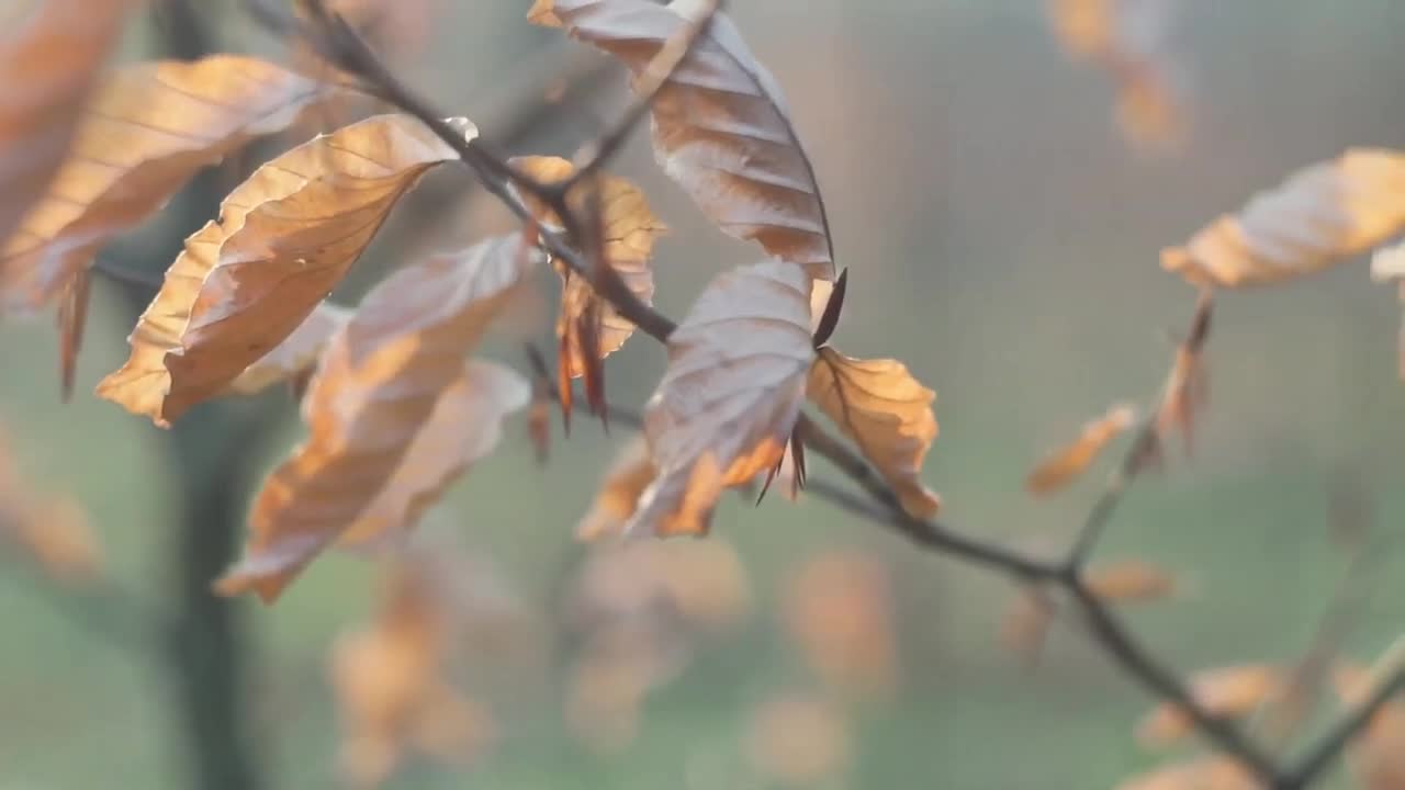 Relaxing Forest Nature Sounds ASMR Stress Relief